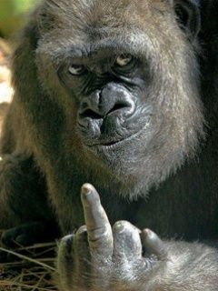 Gorilla