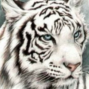 White Tiger