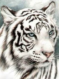 White Tiger