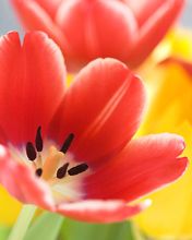 Tulip