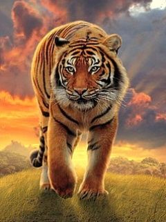 Tiger