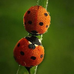 Ladybug