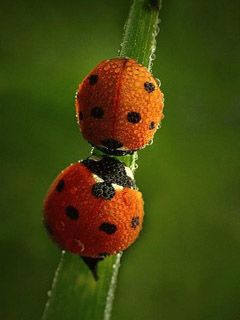 Ladybug