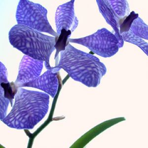 Orchids