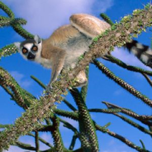 Lemur