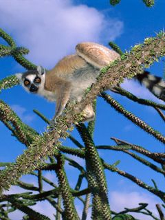 Lemur
