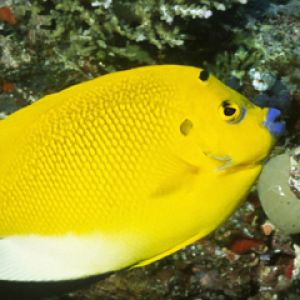 Three Spot Angelfish - Solomon Islands