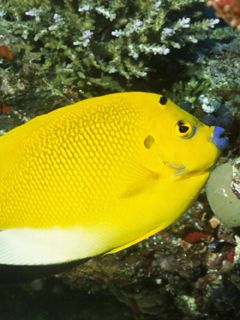 Three Spot Angelfish - Solomon Islands