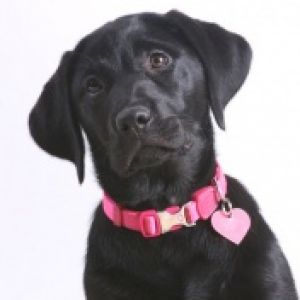 Black Labrador