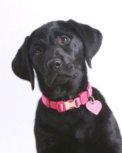 Black Labrador