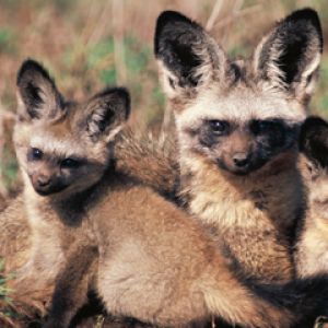 Bat Eared Mother Fox With Pups - Africa