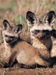 Bat Eared Mother Fox With Pups - Africa