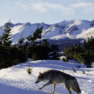 North American Grey Wolf - Rocky Mountains