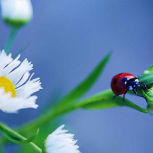 LadyBug