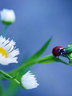 LadyBug