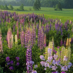 Lupins - Clinton - Prince Edward Island