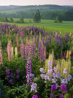 Lupins - Clinton - Prince Edward Island