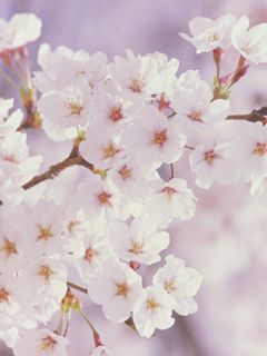 Cherry Blossoms