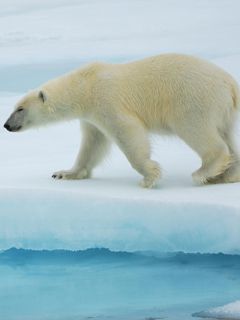 Polar Bear - Svalbard - Norwegian Arctic