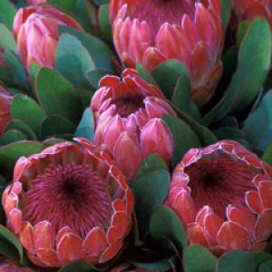 Proteas