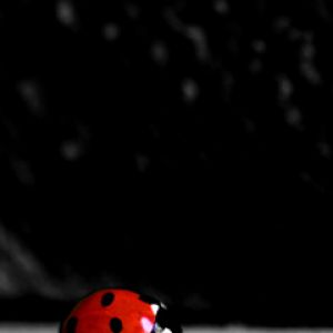 LadyBug