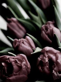 Tulip