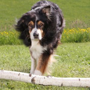 Australian Sheperds