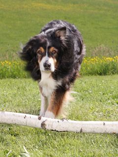 Australian Sheperds