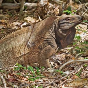 Cyclurapinguis