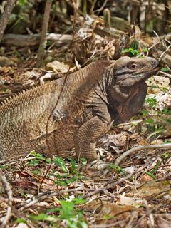 Cyclurapinguis