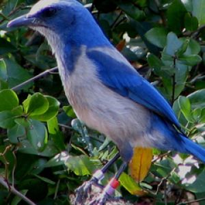 Florida Scrub Jay