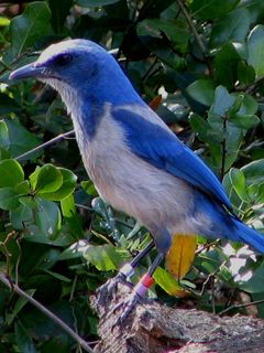 Florida Scrub Jay