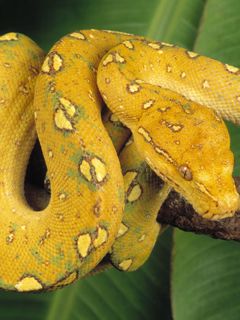 Green Tree Python