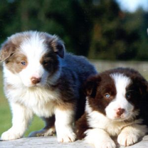 Border Collie