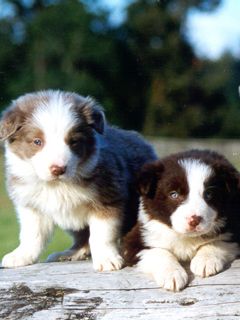 Border Collie