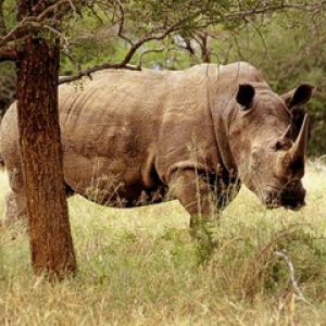 Rinoceros