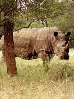 Rinoceros