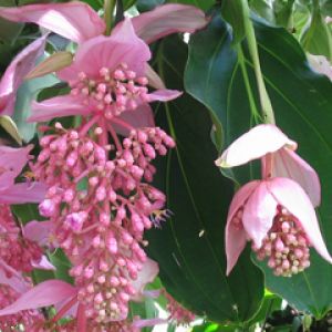 Medinilla Magnifica