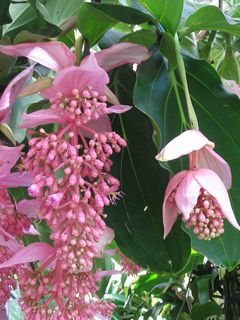 Medinilla Magnifica