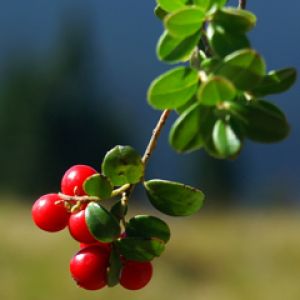 Vaccinium Vitis