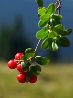 Vaccinium Vitis