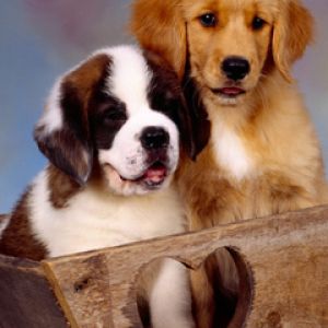 St Bernard and Golden Retriever