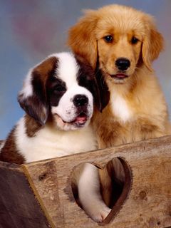 St Bernard and Golden Retriever