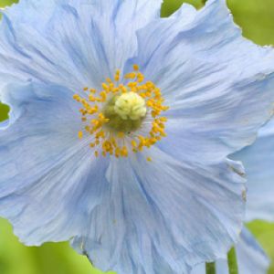 Himalayan Poppies