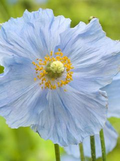 Himalayan Poppies