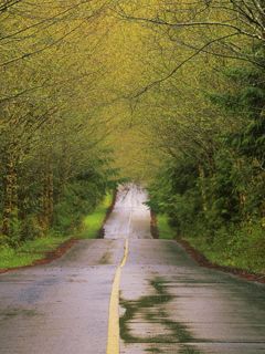 Country Road After a Spring Rain - Vancouver Islan