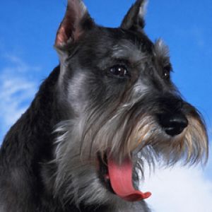 Schnauzer