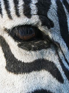 Botswana