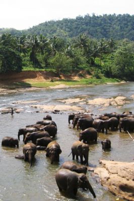 Elefants