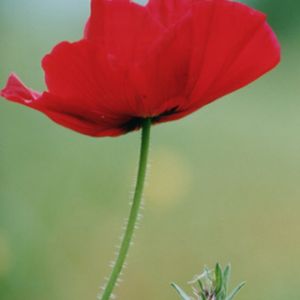 Red Poppy